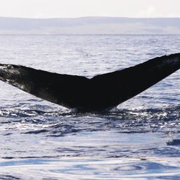 Fluke of KKP-31319b