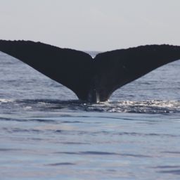 Fluke of KKP-11419e