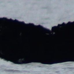 Fluke of CRC-17031
