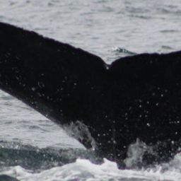 Fluke of CRC-17178