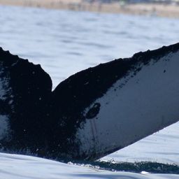 Fluke of CRC-17328