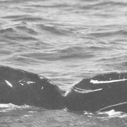 Fluke of CRC-15049