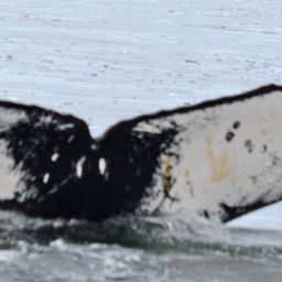 Fluke of BTBEL-Mn19_031F_P