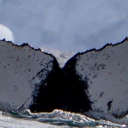 Fluke of BTBEL-Mn19_006_1_L
