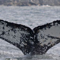 Fluke of BTBEL-Mn19_038NB5_P
