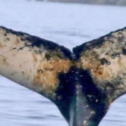 Fluke of BTBEL-Mn19_038NB14_P