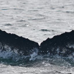 Fluke of BTBEL-Mn19_023NB1_P