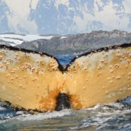 Fluke of BTBEL-Mn19_022A_P