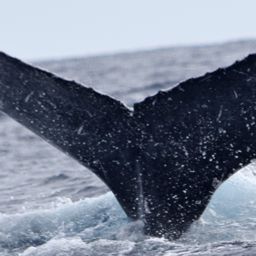 Fluke of CRC-10419