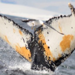 Fluke of BTBEL-Mn19_038NB3_P