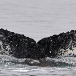 Fluke of BTBEL-Mn19_018B_P