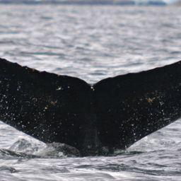 Fluke of BTBEL-Mn19_040NB10_P
