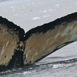 Fluke of BTBEL-Mn19_085A_R
