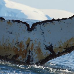 Fluke of BTBEL-Mn19_083NB1_R