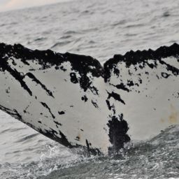 Fluke of BTBEL-Mn19_040NB6_P