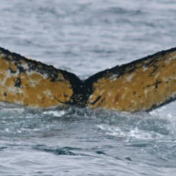 Fluke of Nero Marks