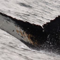 Fluke of BTBEL-Mn19_040NB11_P