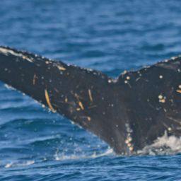 Fluke of BTBEL-Mn19_051NB2_P