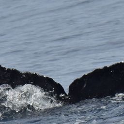 Fluke of CRC-17277
