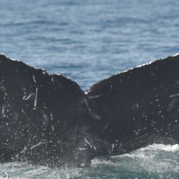 Fluke of CRC-17030