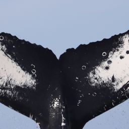Fluke of CRC-16491