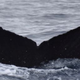 Fluke of CRC-17330