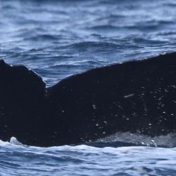 Fluke of CRC-17052