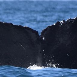 Fluke of CRC-16411