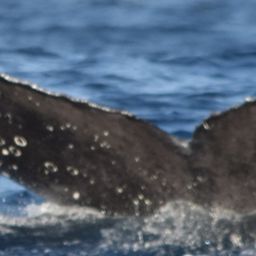 Fluke of CRC-17113