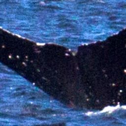 Fluke of Goliath