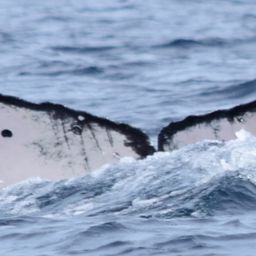 Fluke of CRC-17253