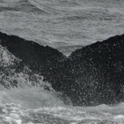 Fluke of PAN-1291