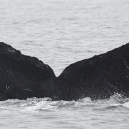 Fluke of CRC-16742
