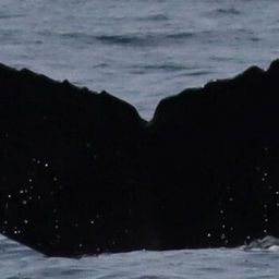 Fluke of CRC-12281