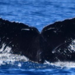 Fluke of CRC-11707