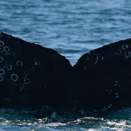 Fluke of CRC-17303