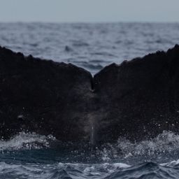 Fluke of CRC-18682