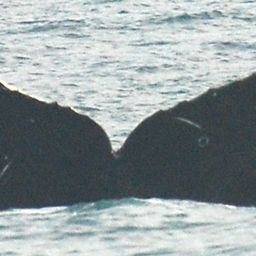 Fluke of Kelp-singer