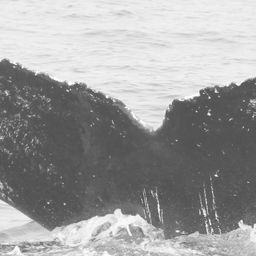 Fluke of CRC-11112