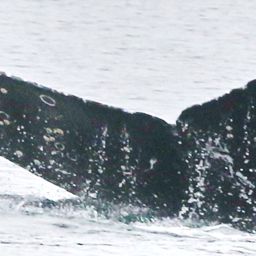 Fluke of CRC-17260