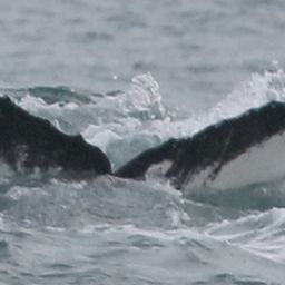 Fluke of CRC-17238