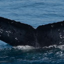 Fluke of CRC-11413