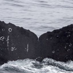 Fluke of CRC-16720