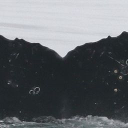 Fluke of CRC-13775