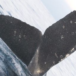 Fluke of CRC-17023