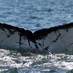 Fluke of CRC-13505