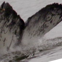 Fluke of CRC-15675