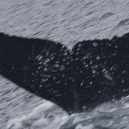 Fluke of CRC-12462