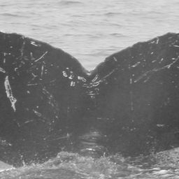 Fluke of CRC-9036