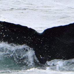 Fluke of CRC-17224